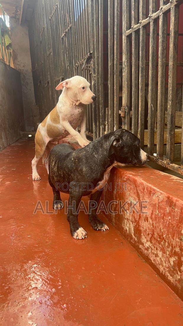 3-6 months Male Purebred American Bully - main view