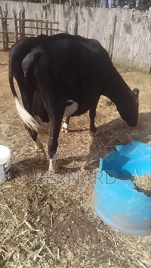 Incalve Heifer Ready for Rehoming. - main view