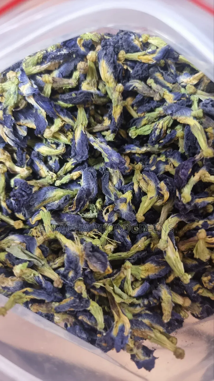 Butterfly Pea