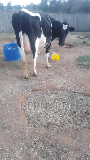 Kabucho Dairy - main view