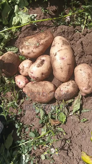 Potatoes Wholesale and Retail
