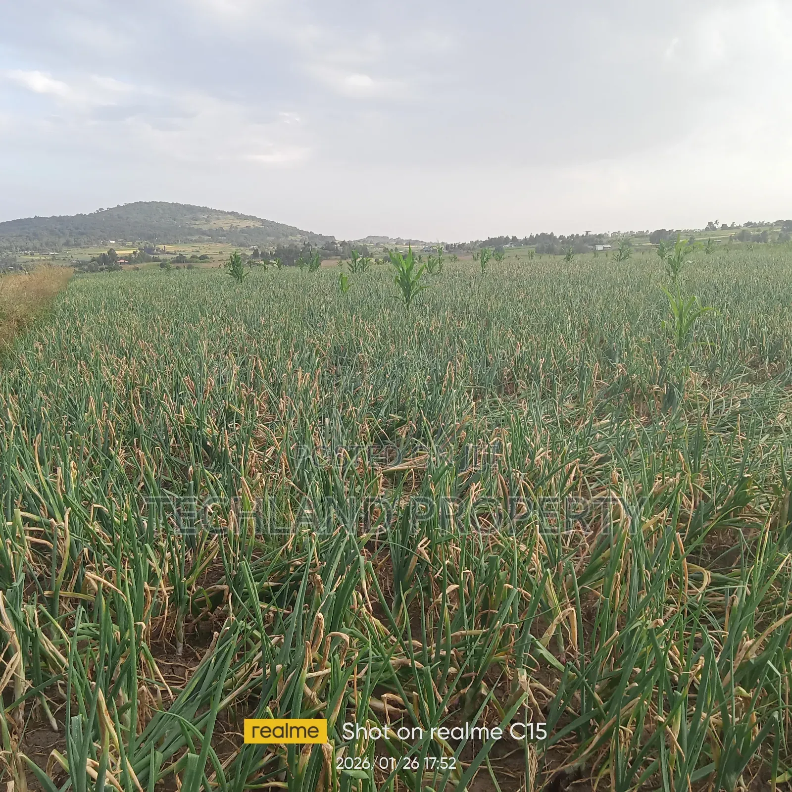 33acres Muthangira Nyeri.