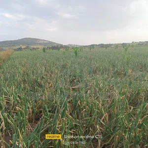 33acres Muthangira Nyeri.