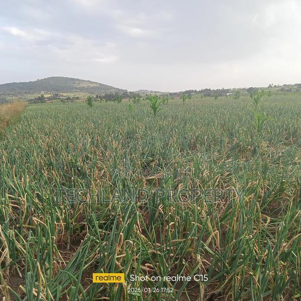 33acres Muthangira Nyeri.