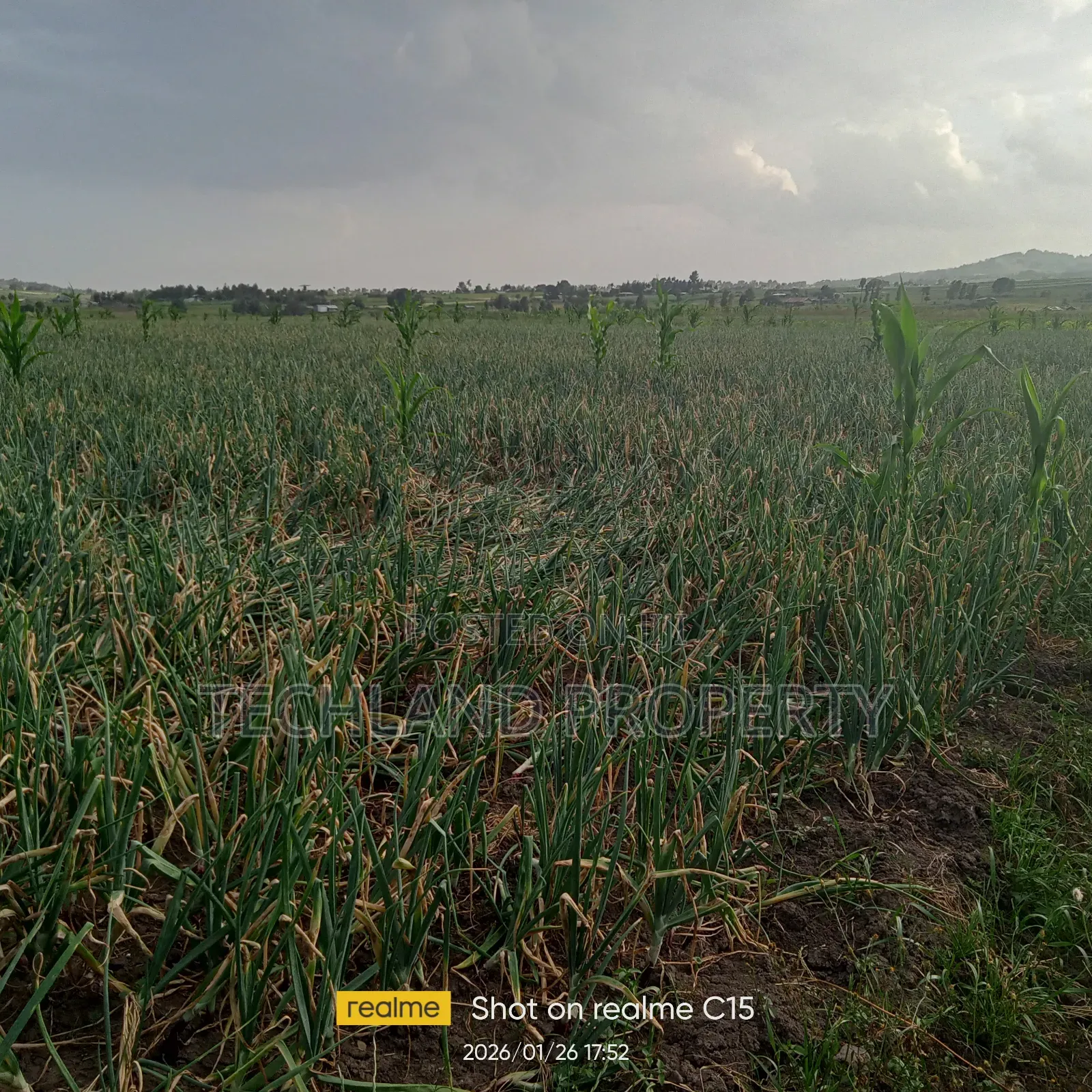 33acres Muthangira Nyeri.
