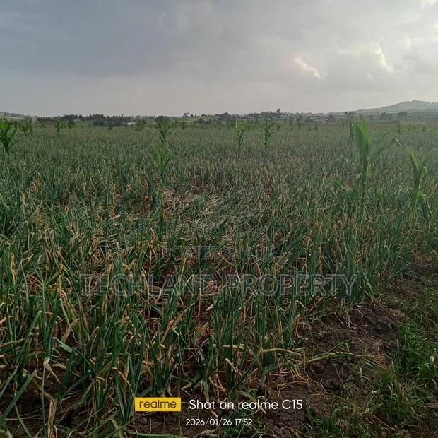 33acres Muthangira Nyeri. - thumbnail 2