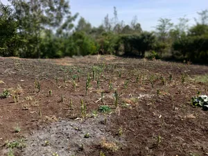 Quick Deal!! 1/8 Acre Plot in Kahuho, Rongai for Only Kes 2m