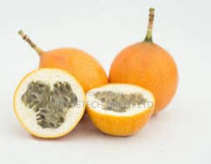 F1 Passion, - main view