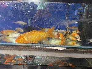 Koi Fish Available - main view