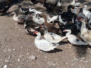 Muscovy Duck - main view