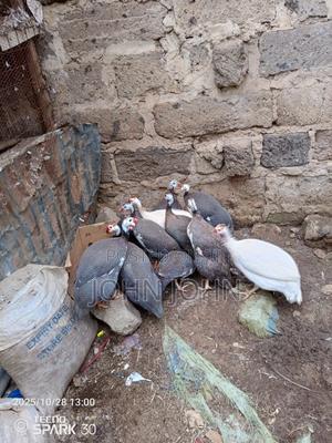 Guinea Fowl - main view