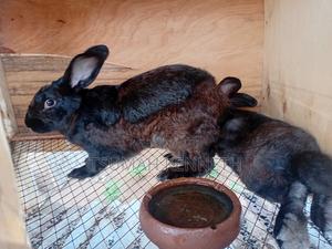 Flemish Giant Rabbits - main view