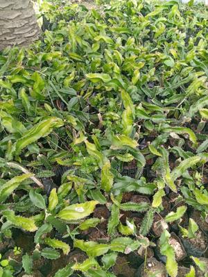 Pinky Fresh Dragon Seedlings - main view