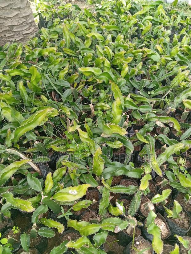Pinky Fresh Dragon Seedlings