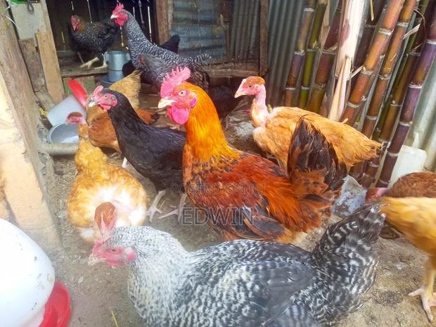 Improved Kienyeji Chicken - main view