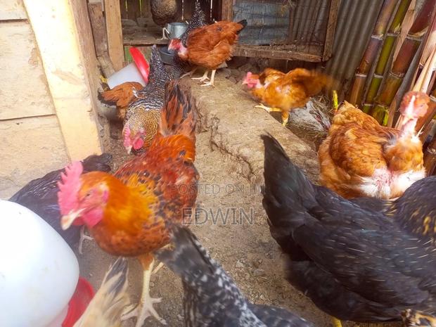 Improved Kienyeji Chicken - thumbnail 3