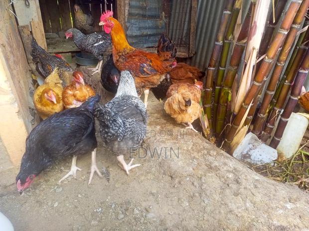 Improved Kienyeji Chicken - thumbnail 4