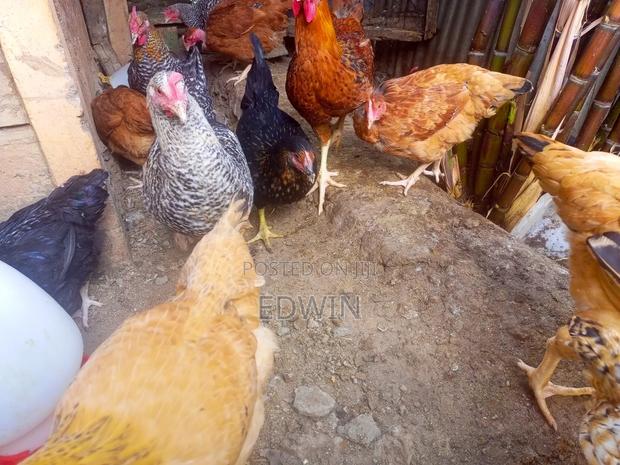 Improved Kienyeji Chicken - thumbnail 5