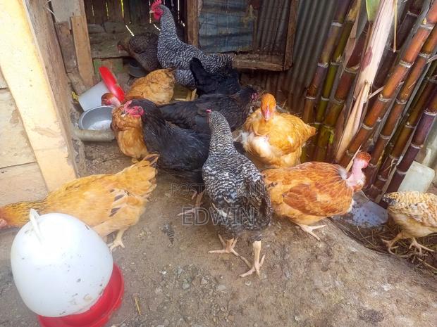 Improved Kienyeji Chicken - thumbnail 6