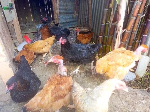 Improved Kienyeji Chicken - thumbnail 7