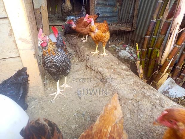 Improved Kienyeji Chicken - thumbnail 8