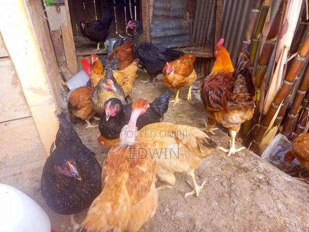 Improved Kienyeji Chicken - thumbnail 9