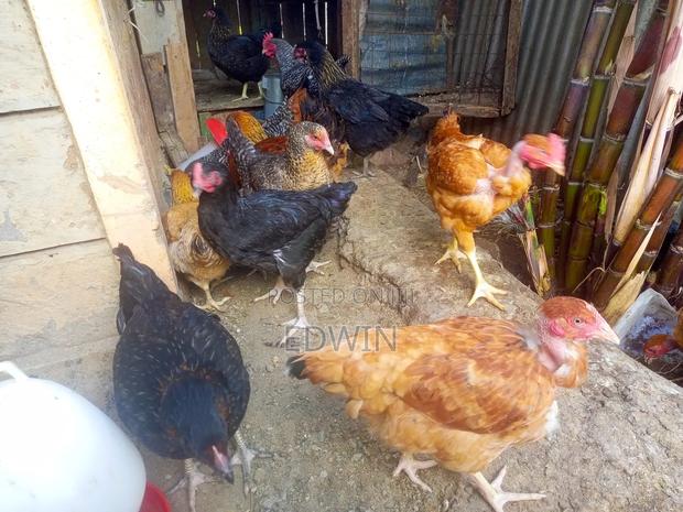 Improved Kienyeji Chicken - thumbnail 10