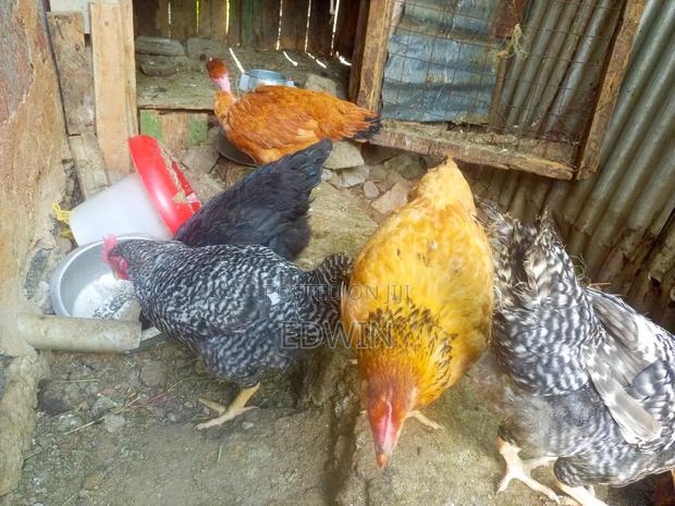 Improved Kienyeji Chicken - thumbnail 12