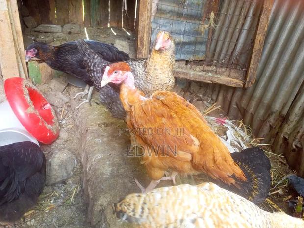Improved Kienyeji Chicken - thumbnail 13