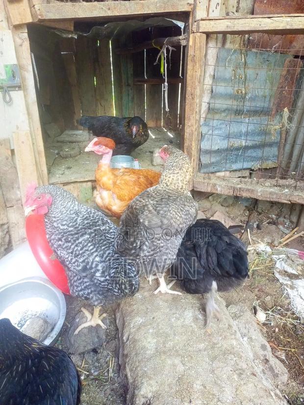 Improved Kienyeji Chicken - thumbnail 14