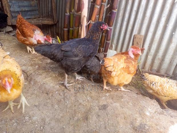 Improved Kienyeji Chicken - thumbnail 15