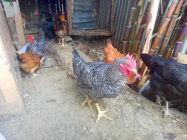 Improved Kienyeji Chicken - thumbnail 16