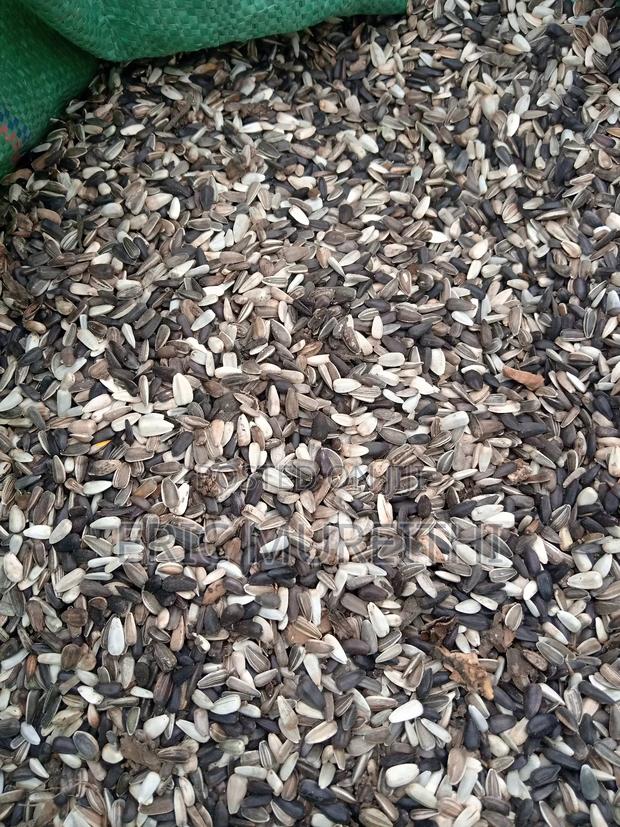 Sunflower Seeds - main view