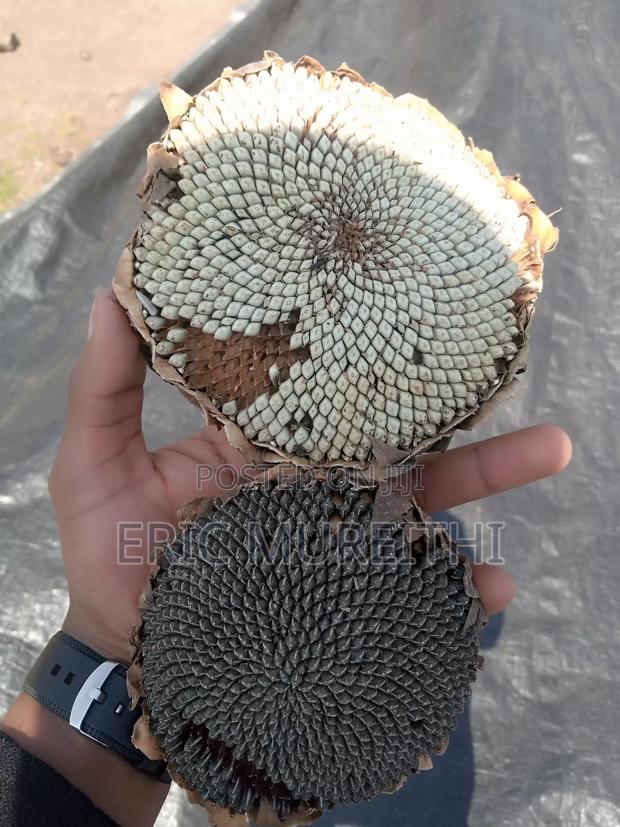 Sunflower Seeds - thumbnail 2