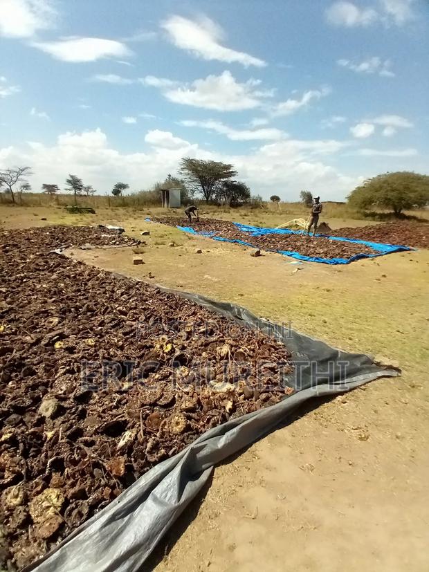 Sunflower Seeds - thumbnail 4