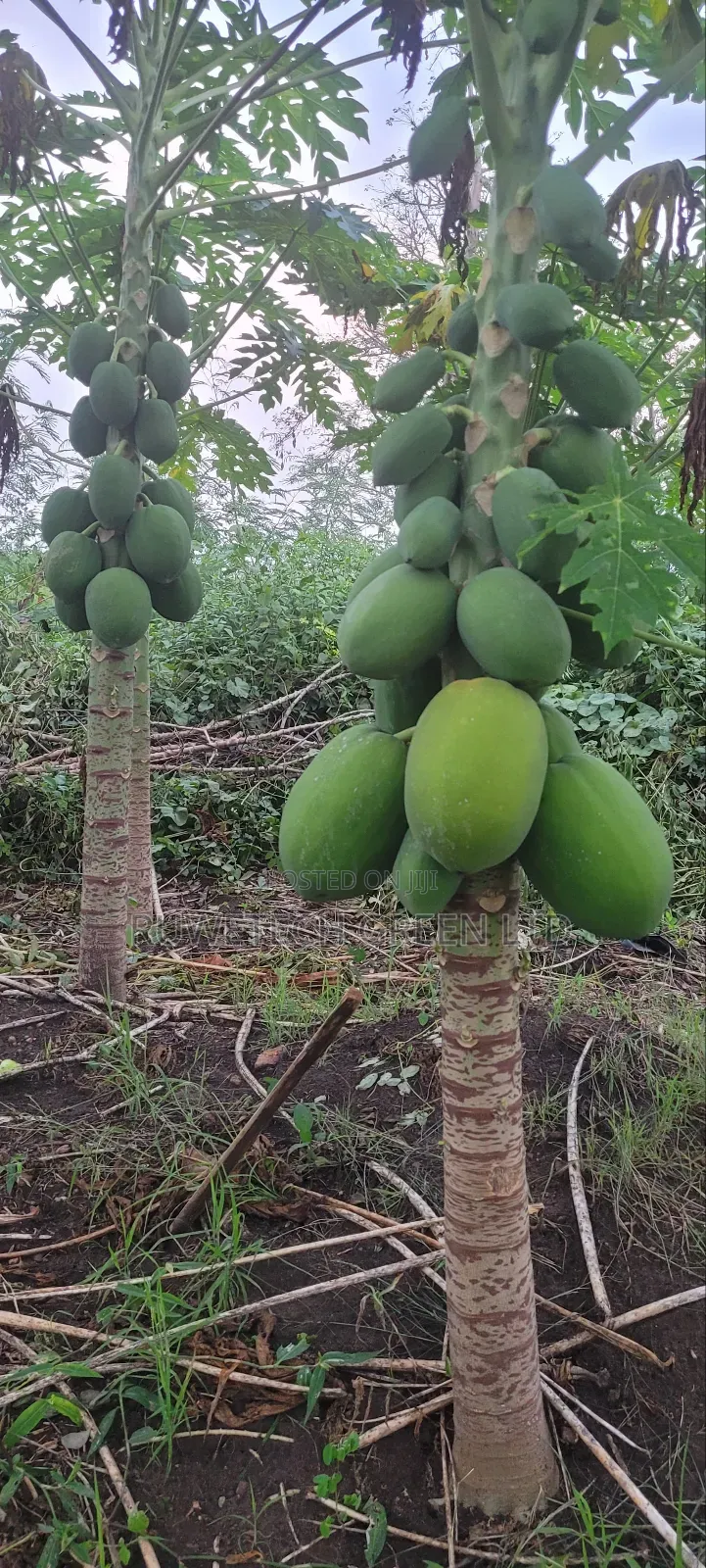 Malkia F1 Pawpaw Seedlings