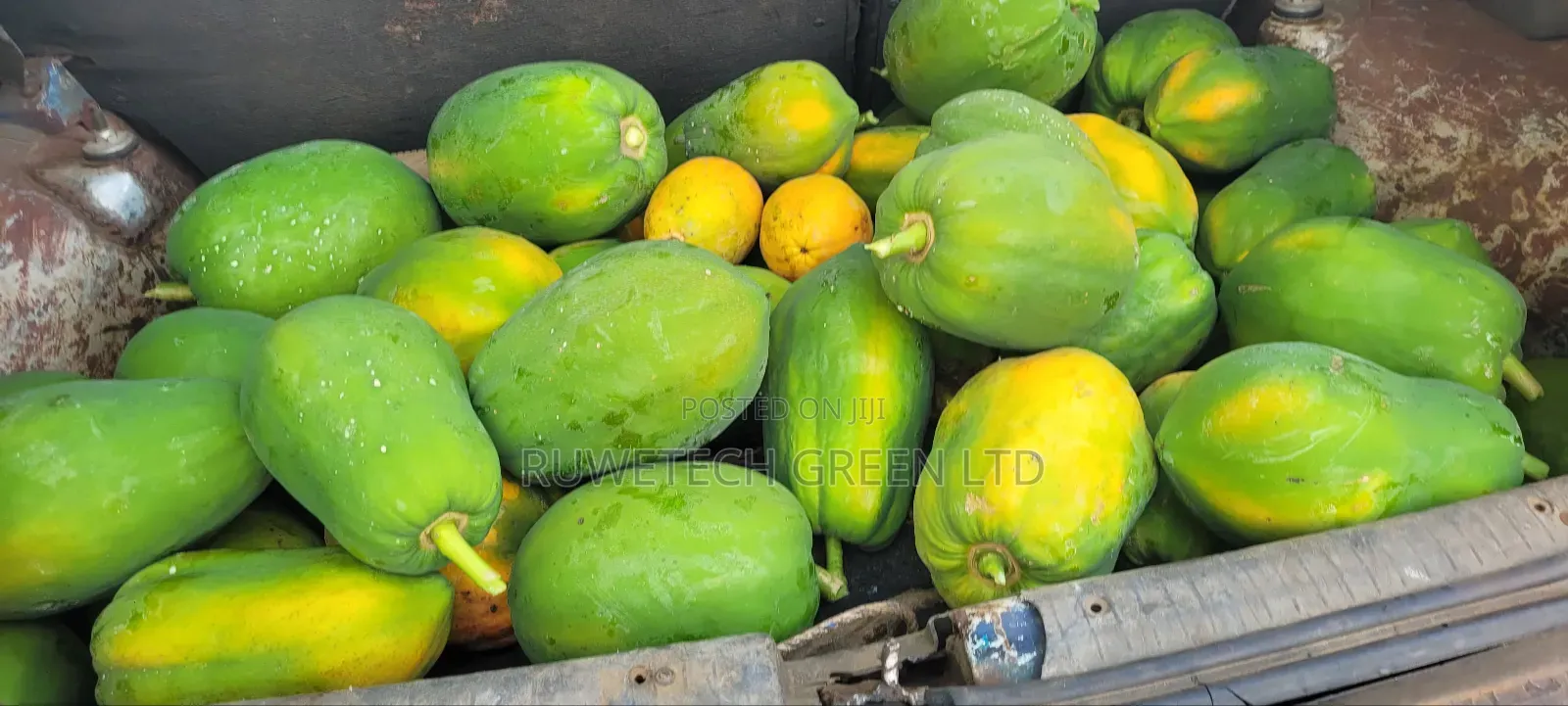 Malkia F1 Pawpaw Seedlings