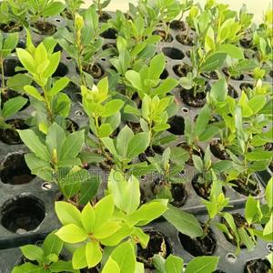 B1 Bay Leaf - main view