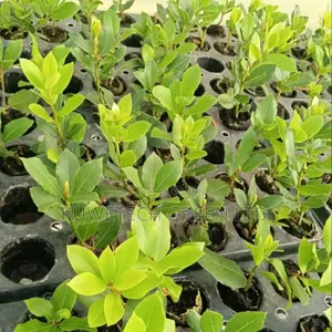 B1 Bay Leaf