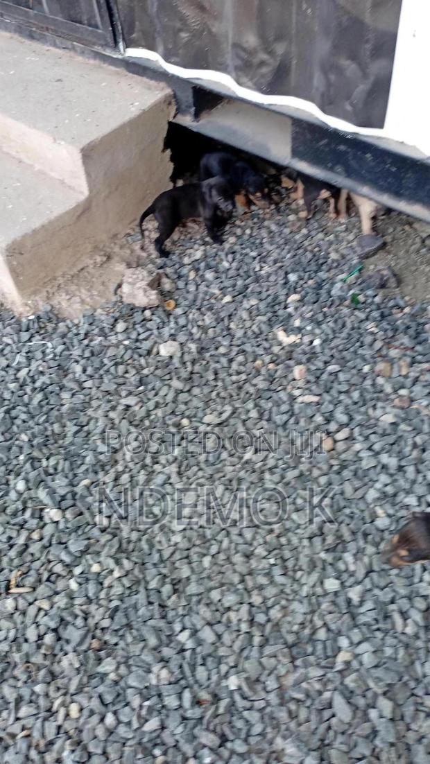 0-1 month Male Purebred Barbet