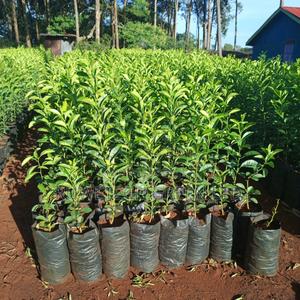 Non- Grafted Lemon - main view