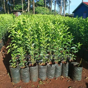 Non- Grafted Lemon