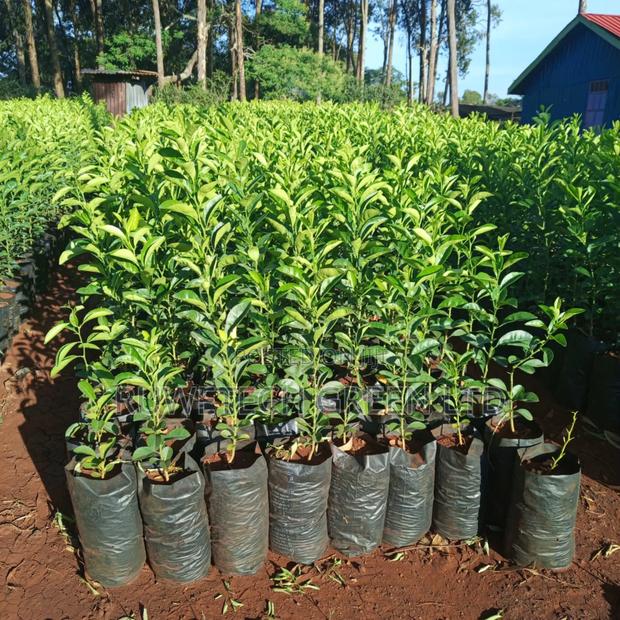 Non- Grafted Lemon