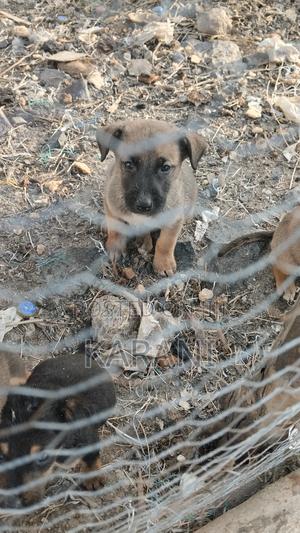 1-3 months Male Mixed Breed German Shepherd - thumbnail 2