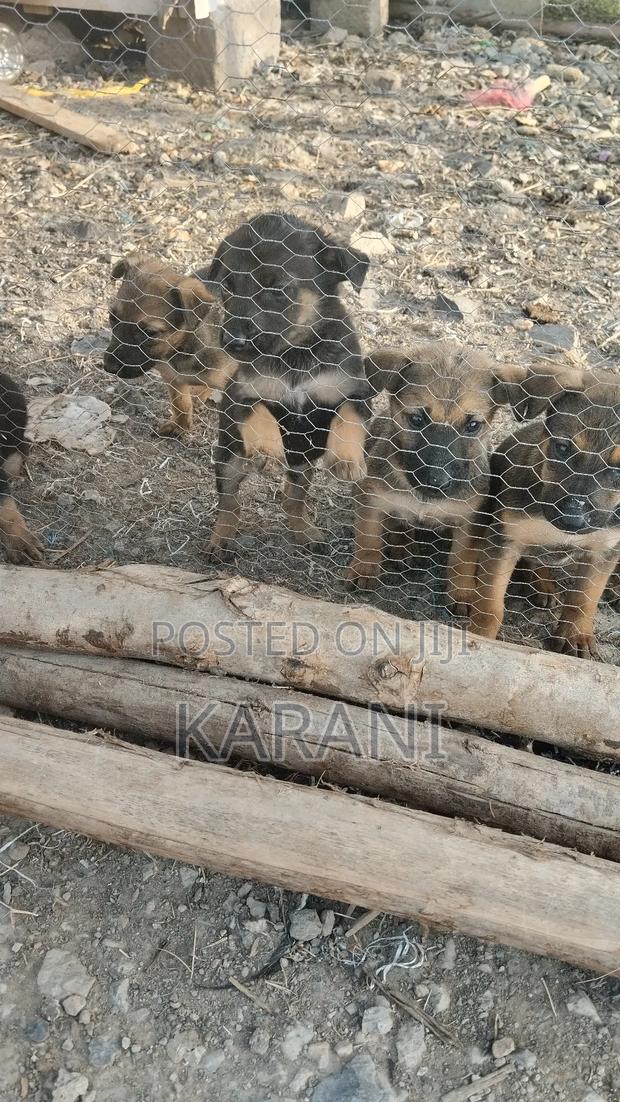 1-3 months Male Mixed Breed German Shepherd - thumbnail 3