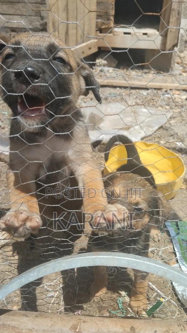1-3 months Male Mixed Breed German Shepherd - thumbnail 4