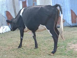 Freshian Cow On Sale - main view