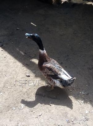 Rouen Ducks - main view