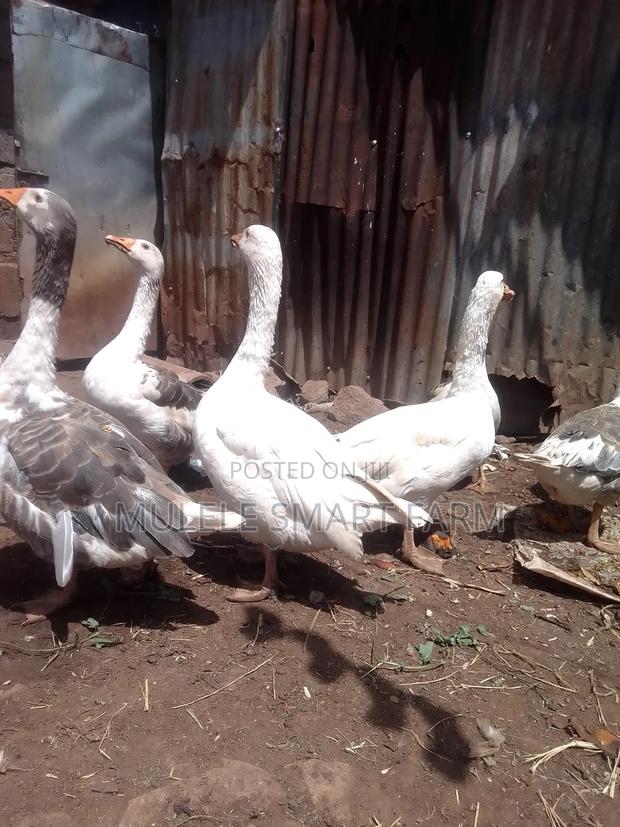 Mature Geese Available. - main view