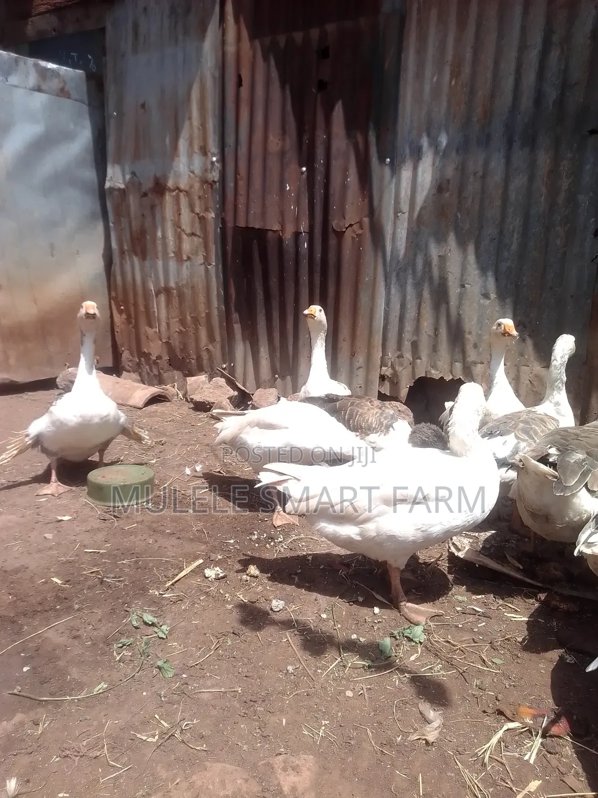 Mature Geese Available.